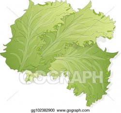 Vector Art - Fresh green lettuce salad leaves. Clipart ...