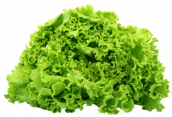 Green Lettuce PNG Image - PurePNG | Free transparent CC0 PNG Image ...