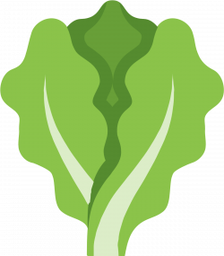 HD Lettuce Clipart Outline - Lettuce Icon Png , Free ...