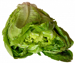 Lettuce PNG Image - PurePNG | Free transparent CC0 PNG Image Library
