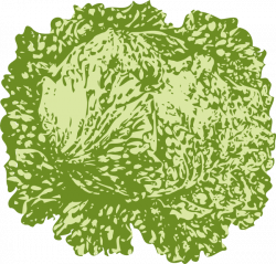 Lettuce 2 Clip Art at Clker.com - vector clip art online, royalty ...