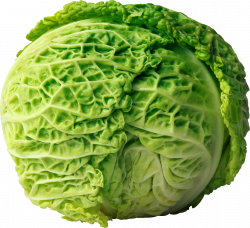 Cabbage PNG image