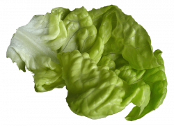 lettuce png - Free PNG Images | TOPpng