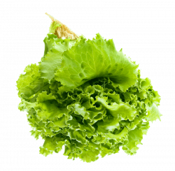 salad leaf png - Free PNG Images | TOPpng