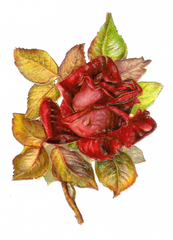 Antique Images: Free Flower Clip Art: Red Rose with Leaves Victorian ...