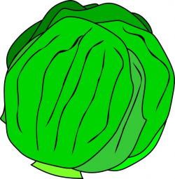Whole Lettuce clip art Free vector in Open office drawing svg ( .svg ...