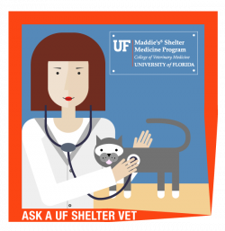 Ask A Shelter Vet: Veterinary Supervision in Animal Shelters: What ...