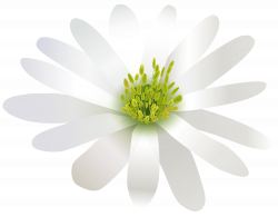 Flower White Transparent PNG Clip Art Image | Gallery Yopriceville ...