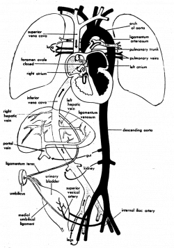 Call the Midwife ~ The Beginning | One Doula