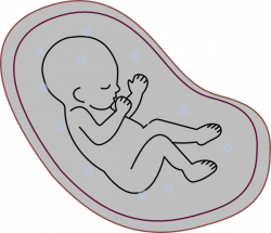 Collection of 14 free Embryos clipart cartoon. Download on ubiSafe