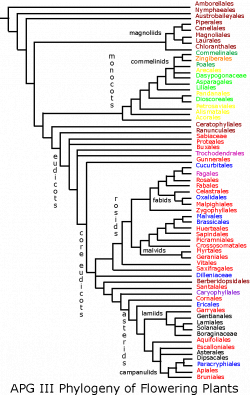 Flowering Plant Phylogeny | Phylogeny | Pinterest | Flowering plants