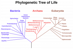 Phylogenetic tree - Last universal common ancestor - Wikipedia | EVO ...