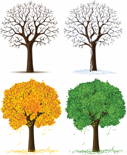 28+ Collection of 4 Seasons Tree Clipart | High quality, free ...