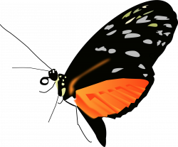 Clipart - Lighter orange-black butterfly