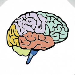 Human brain Lobes of the brain Cerebrum - Colored brain 633*633 ...