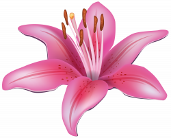 Pink Lily Flower PNG Clipart - Best WEB Clipart
