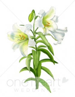 Easter Lily Clipart | Wedding Lily Clipart