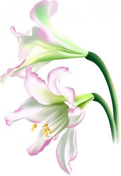 lily clipart | Lily Flower clip art | flowers | Pinterest | Clip art ...
