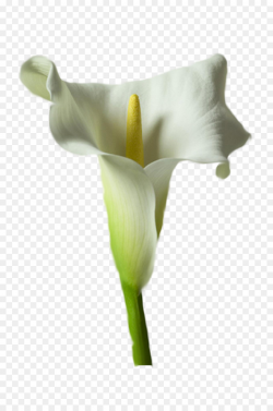 White Lily Flower clipart - Flower, White, Plant ...