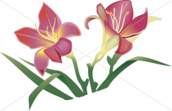 Easter Lillies in Pink | Church Flower Clipart