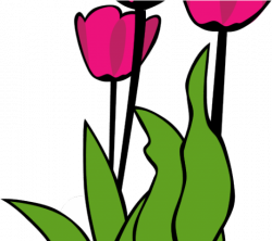 Calla Lily Clipart Altar Flower - Tulip Clip Art - Png ...