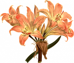 Clipart - Belladonna lily