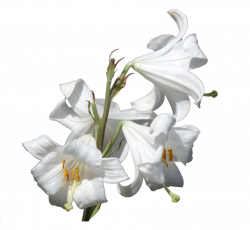 White Lily Clipart HD - 18546 - TransparentPNG