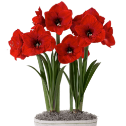 Red Amaryllis In Flower Pot transparent PNG - StickPNG