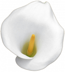 White Calla Lily by jeanicebartzen27 on DeviantArt