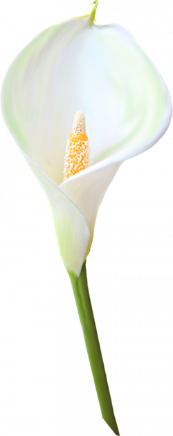 Transparent Calla Lily Flower Clipart | Gallery Yopriceville ...