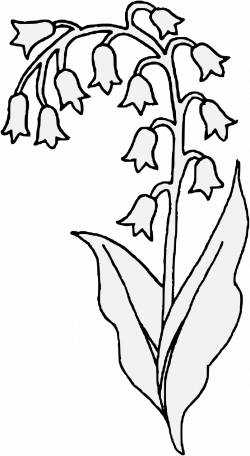 Lily Of The Valley Flower Drawing at GetDrawings.com | Free for ...