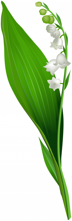 Lily of the Valley Flower PNG Clip Art | Gallery Yopriceville ...