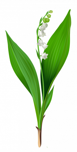 Spring Lily of the Valley PNG Clipart | Gallery Yopriceville - High ...
