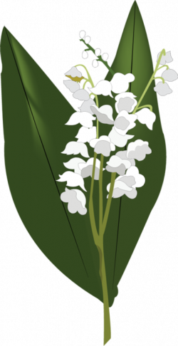 Lily Of The Valley PNG HD - peoplepng.com