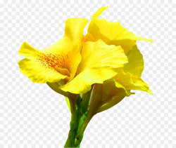 Canna Flower PNG Edible Canna Lily Clipart download - 1000 ...