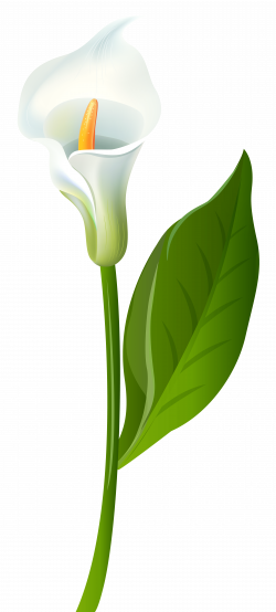 Lily Clipart canna lily 6 - 3610 X 8000 Free Clip Art stock ...