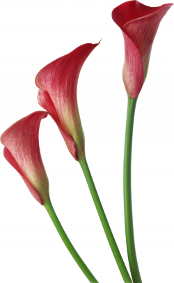 Red Transparent Calla Lilies Flowers Clipart | каллы | Pinterest ...