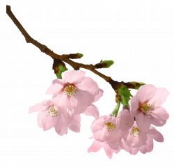 Spring Branch PNG Picture | leaves & branches | Pinterest
