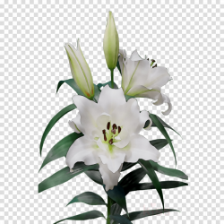 White Lily Flower clipart - Flower, Lily, White, transparent ...