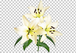 Cut Flowers Flower Bouquet Petal Lily M PNG, Clipart, Cut ...