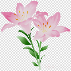 Lily Flower Cartoon clipart - Flower, Lily, Plant ...