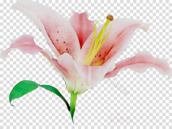 White Lily Flower clipart - Flower, Lily, Pink, transparent ...