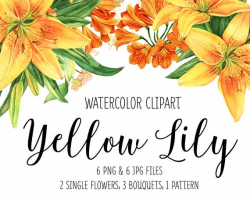 Yellow Lily watercolor clip art, Flower illustration, Watercolor bundle,  Lily clipart, Kafir Lily, Lily bouquets, Lily pattern, Lily,Exotic