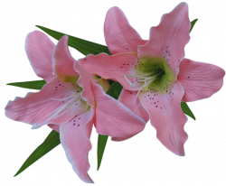 Lovely Photos Of Pink Lily Flower Pictures Flower Of A Pink Lily ...