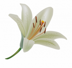 Fresh Collection Of Flower Pictures White Png ...