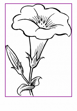 Garden Drawing Lotus Flower - Lily Clipart Black And White ...