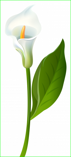 Unbelievable Lily Clipart Best On Clipartmag For White Madonna Ideas ...