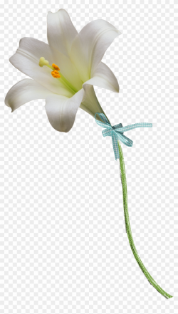 Clipart Easter Lily Flower - White Lily Flower, HD Png ...
