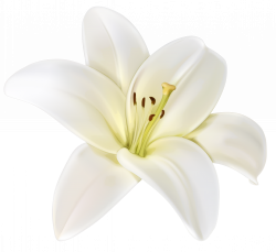 Beautiful White Flower PNG Clipart Image | Gallery Yopriceville ...