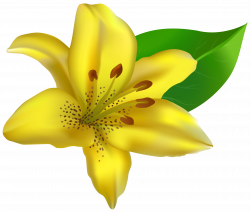 Yellow Lilium Transparent PNG Clip Art Image | Gallery Yopriceville ...